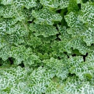 25 Graines de Chardon Marie Hepatho-Protecteur