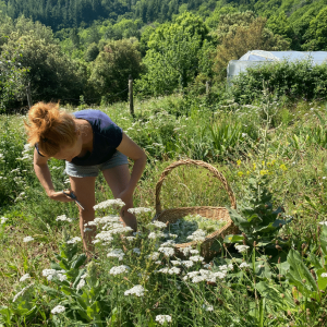 Réalisez votre baume à base de plantes