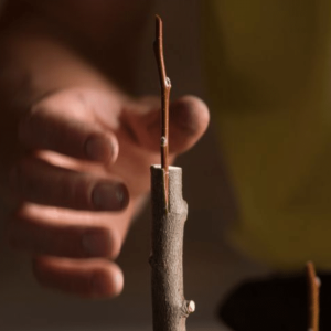 Lancez-vous dans la greffe sur arbres fruitiers